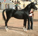 iranhorseshow15.gif