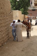 egyptian horse1.jpg