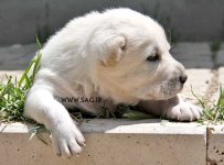 kurdish-dog-puppy1.jpg