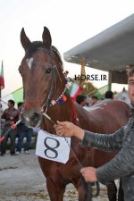 turkmen horse iran (2).jpg