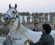 turkmen horse iran.jpg