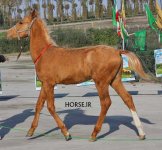 turkmen horse show.jpg