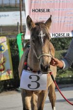 turkmen horse show (2).jpg