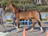 turkmen horse show (3).jpg