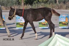 turkmen horse show (5).jpg