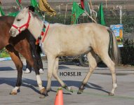 turkmen horse show (6).jpg