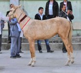 turkmen horse show (7).jpg