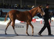 turkmen horse show (11).jpg