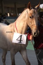 turkmen horse show (15).jpg