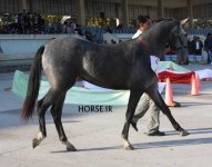 turkmen horse show (17).jpg