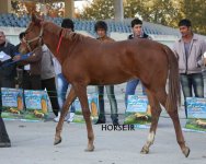 turkmen horse show (18).jpg