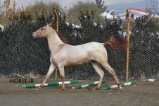 arashk foal (1).jpg