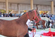 iran turkmen horse (1).jpg