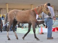 iran turkmen horse (3).jpg