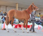 iran turkmen horse (6).jpg