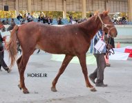 iran turkmen horse (7).jpg