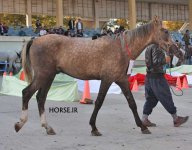 iran turkmen horse (8).jpg