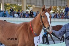 iran turkmen horse (9).jpg