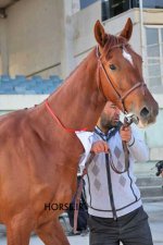 iran turkmen horse (10).jpg