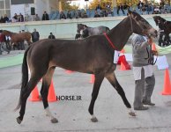 iran turkmen horse (15).jpg