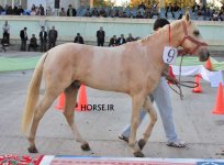 iran turkmen horse (17).jpg