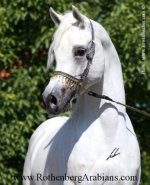 GR Amaretto (Classic Shadwan x Halim's Asmara.jpg