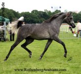 Champion Stallion - France.jpg