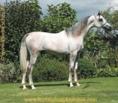 Straight Egyptian Champion colt - UK.jpg