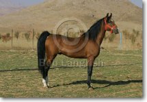 JQ4P5027DareShuriStallion-Salar-Chapar-e-Mehregerd,Iran.jpg