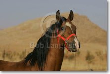 JQ4P5038DareShuriStallion-Salar-Chapar-e-Mehregerd,Iran.jpg