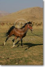 JQ4P5055DareShuriStallion-Salar-Chapar-e-Mehregerd,Iran.jpg