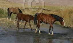 JQ4P5098DareShuriChapar-e-Mehregerd,Iran.jpg