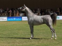 dirar 2009(Marwan Al Shaqab x HB Bessolea).jpg