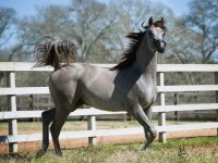 dirar (Marwan Al Shaqab x HB Bessolea).jpg