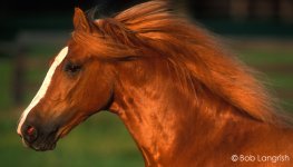 beautiful-horses-09.jpg