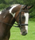 elate-dressage-bridle.jpg