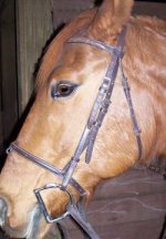 modern_bridle.jpg