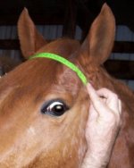 browband.jpg