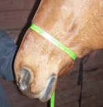 noseband.jpg