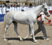 ARABIANHORSESHOW11.gif