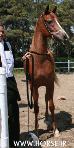 ARABIANHORSESHOW5.gif