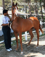 ARABIANHORSESHOW8.gif