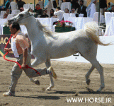 ARABIANHORSESHOW12.gif