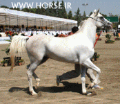 ARABIANHORSESHOW13.gif