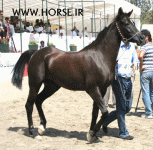 ARABIANHORSESHOW21.gif