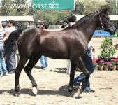 ARABIANHORSESHOW22.gif