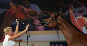 rabian-horse-show-dubai.jpg