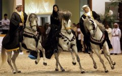 arabian-horse-show-dubai6.jpg