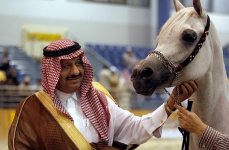 arabian-horse-show-dubai5.jpg