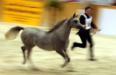 arabian-horse-show-dubai8.jpg